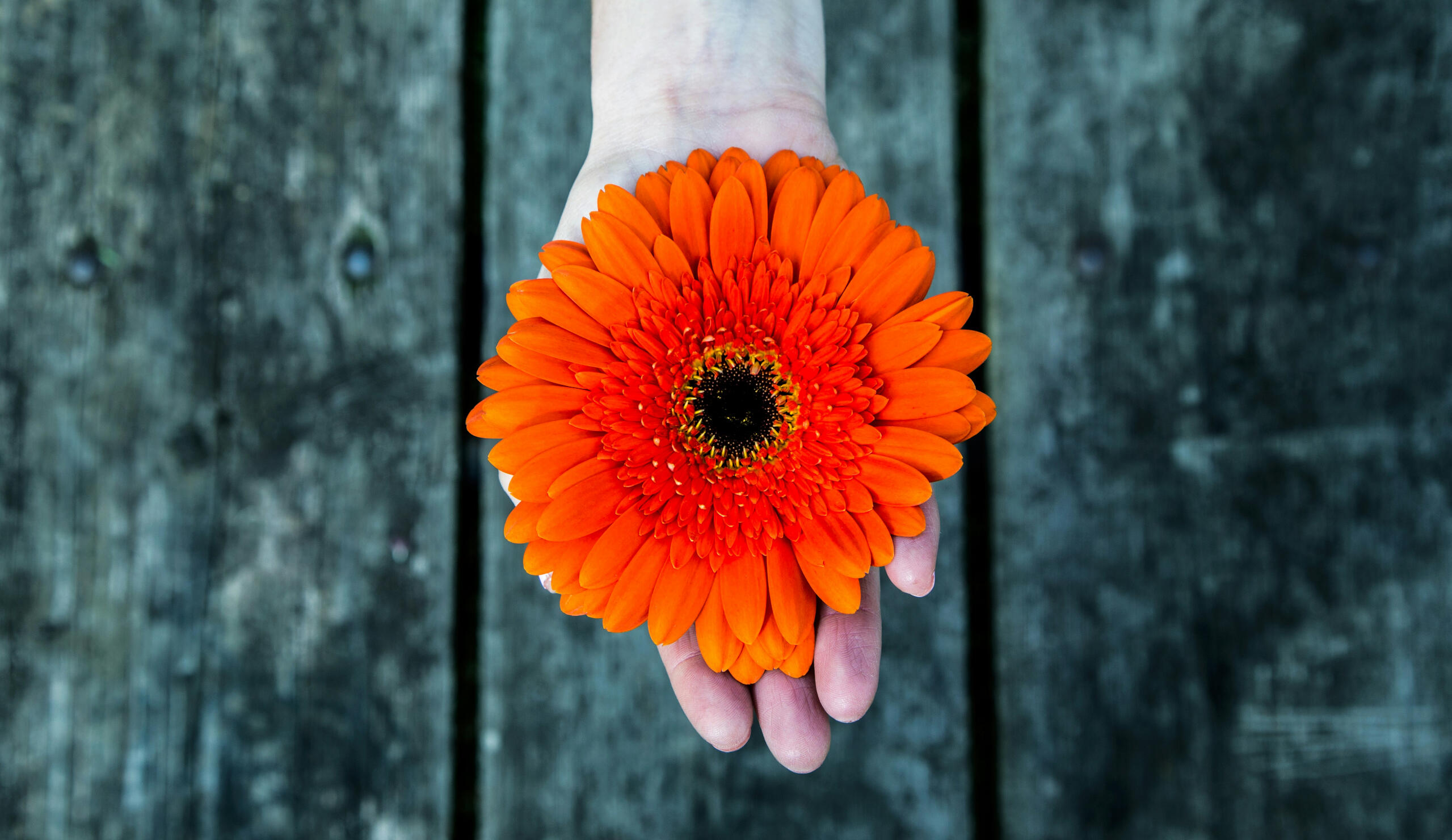 picture of a bright orange flower